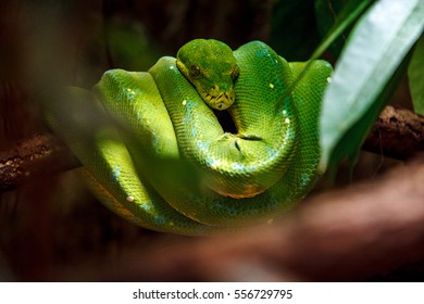 Green Snake On Tree Branch