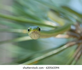 Green Snake In Pine Tree, Shallow Depth of Field