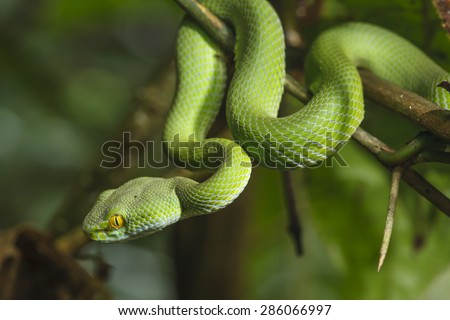 Green Snake in rain forest.
