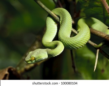 Green snake in rain forest, Thailand