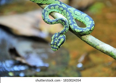 18 Green Snake In Rainforest Sinharaja Images, Stock Photos & Vectors ...