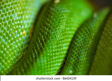 Green Snake Skin