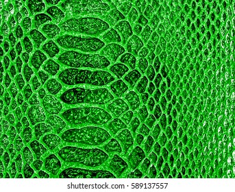 Green Snake Skin Background