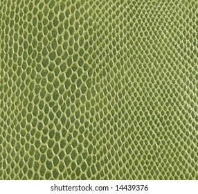 Green Snake Skin Texture