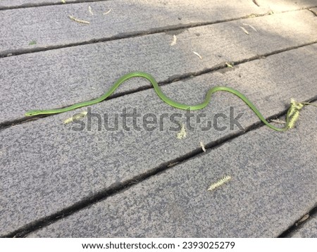 Green snake slithering on wooden boardwalk in Florida