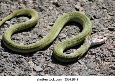 Green Snake Slithering Wildly Dying Due Stock Photo 35692849 | Shutterstock