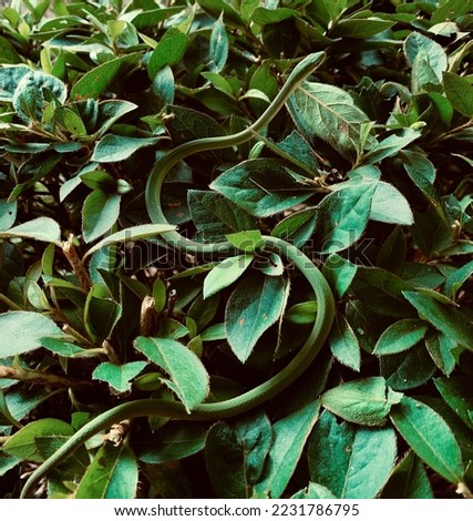 A green snake slithers through a freshly pruned bush