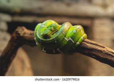 
Green Snake Tangled In A Tree