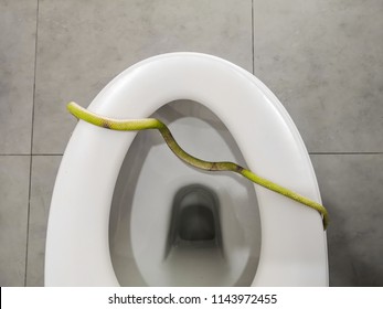 327 Snake Toilet Images Stock Photos Vectors Shutterstock   Green Snake Toilet Bowl Unsafety 260nw 1143972455 