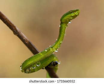 green snake at the tree stem