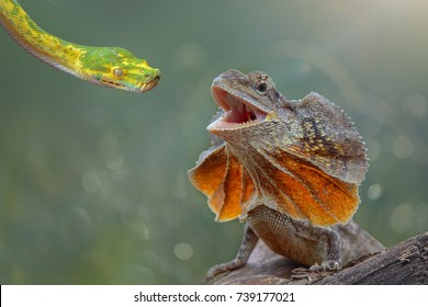 Green Snake Vs  Chlamydosaurus Kingii , Frill Dragon  Neck