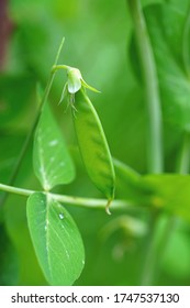 Green Snap Peas Growing On The Vine In The Spring Garden