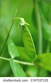 Green Snap Peas Growing On The Vine In The Spring Garden