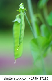 Green Snap Peas Growing On The Vine In The Spring Garden