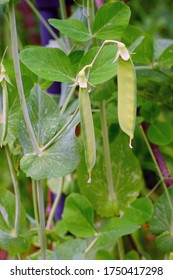 Green Snap Peas Growing On The Vine In The Spring Garden