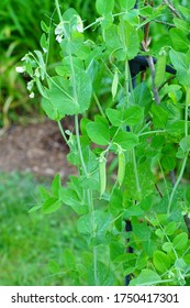 Green Snap Peas Growing On The Vine In The Spring Garden