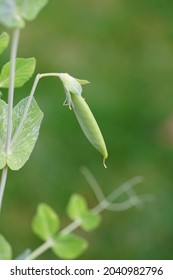 Green Snap Peas Growing On The Vine In The Spring Garden