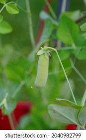 Green Snap Peas Growing On The Vine In The Spring Garden