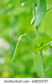 Green Snap Peas Growing On The Vine In The Spring Garden