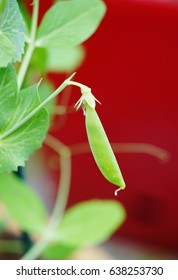 Green Snap Peas Growing On The Vine In The Spring Garden