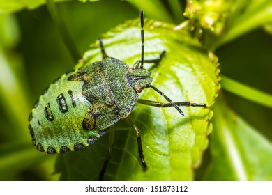 The green soldier bug (Acrosternum hilare) - Shutterstock ID 151873112