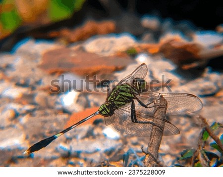 green soldier dragonfly on the tip of a broken plant stalk