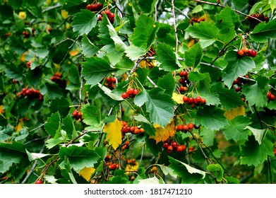 サンザシの茂みの緑の固い壁と果実 赤いベリーと緑の葉 自然の背景に緑の葉と熟したベリー の写真素材 今すぐ編集