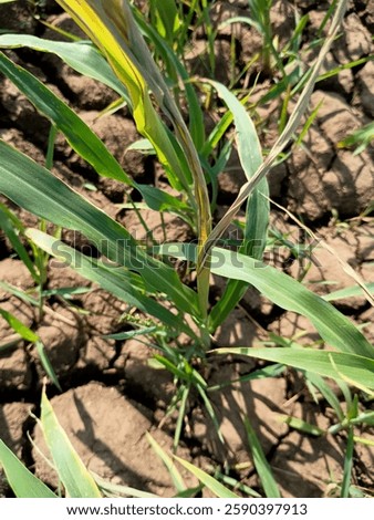 Similar – Image, Stock Photo Some soil in the water bowl