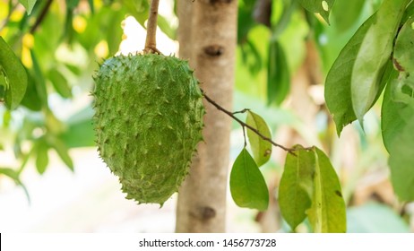 Green Soursop Fruit Hanging On Soursop Stock Photo 1456773728 ...