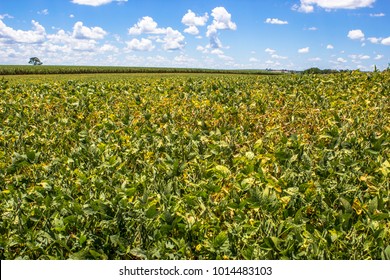 Green Soy Field In Brazil