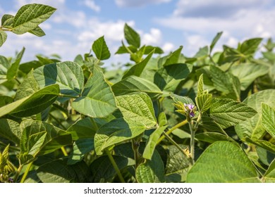 Green Soy Field Closeup. Soybean Crop In Field. Background Of Ripening Soybean. Rich Harvest Concept. Agriculture, Nature And Agricultural Land. Soybeans In Sun Rays Close Up. Farm. Soybean Bloom.