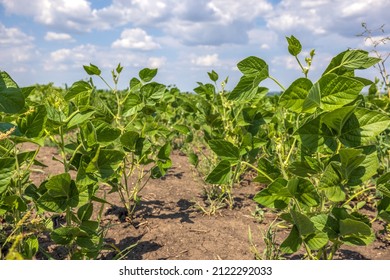 Green Soy Field Closeup. Soybean Crop In Field. Background Of Ripening Soybean. Rich Harvest Concept. Agriculture, Nature And Agricultural Land. Soybeans In Sun Rays Close Up. Farm. Soybean Bloom.