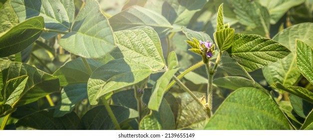 Green Soy Field Closeup. Soybean Crop In Field. Background Of Ripening Soybean. Rich Harvest Concept. Agriculture, Nature And Agricultural Land. Soybeans In Sun Rays Close Up. Farm. Soybean Bloom.