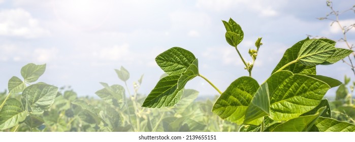 Green Soy Field closeup. Soybean Crop in Field. Background of Ripening Soybean. Rich Harvest Concept. Agriculture, Nature and Agricultural land. Soybeans in sun rays close up. Farm. Soybean Bloom. - Shutterstock ID 2139655151