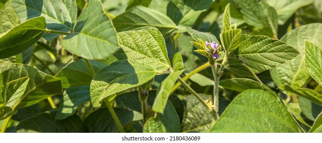 Green Soy Field Closeup. Soybean Crop In Field. Background Of Ripening Soybean. Rich Harvest Concept. Agriculture, Nature And Agricultural Land. Soybeans In Sun Rays Close Up. Farm. Soybean Bloom.