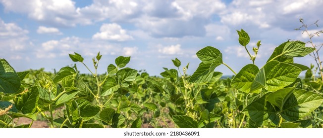 Green Soy Field Closeup. Soybean Crop In Field. Background Of Ripening Soybean. Rich Harvest Concept. Agriculture, Nature And Agricultural Land. Soybeans In Sun Rays Close Up. Farm. Soybean Bloom.