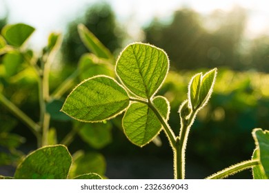 Green soya plants growing from the soil. Backlit young soy seedling. - Shutterstock ID 2326369043