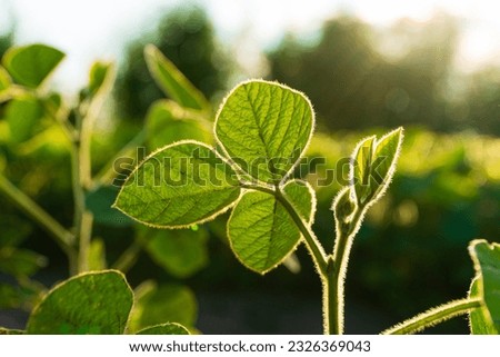 Green soya plants growing from the soil. Backlit young soy seedling.