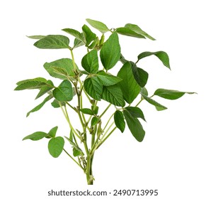 Green soybean bush isolated on white background. Soy bean plant. - Powered by Shutterstock