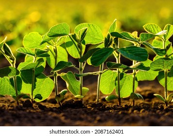 Green soybean crop plants at agricultural farm field industrial agriculture landscape