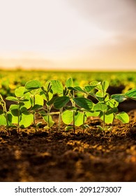 Green soybean crop plants at agricultural farm field industrial agriculture landscape - Shutterstock ID 2091273007