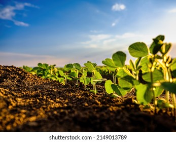 Green soybean crop plants at agricultural farm field industrial agriculture landscape - Shutterstock ID 2149013789