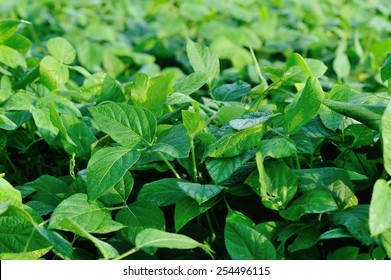 soybean plant images stock photos vectors shutterstock