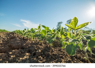Green soybean plants close-up shot, mixed organic and gmo - Shutterstock ID 399033766