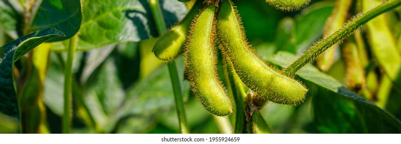 Green Soybean Pods, Closeup.  Agricultural Soy Plantation, Banner. Soy Bean Plant In Sunny Field. Green Immature Soybeans In The Pod