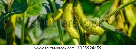 Green Soybean pods, closeup.  Agricultural soy plantation, banner. Soy bean plant in sunny field. Green immature soybeans in the pod