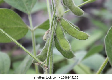 Green Soybean pods with leaf and stem, crop planting at Agricultural soy field. - Shutterstock ID 1068945275