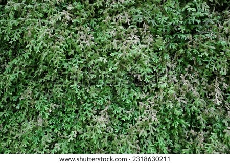 green Spike Moss fern ( Selaginella spp.)​ on the wall