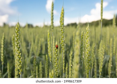 Green spikelets with a ladybug on the background of a field in the rays of the setting sun. Concept of organic farming, agricultural pests. Selective focus