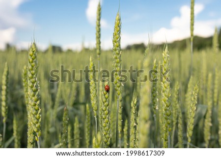 Green spikelets with a ladybug on the background of a field in the rays of the setting sun. Concept of organic farming, agricultural pests. Selective focus